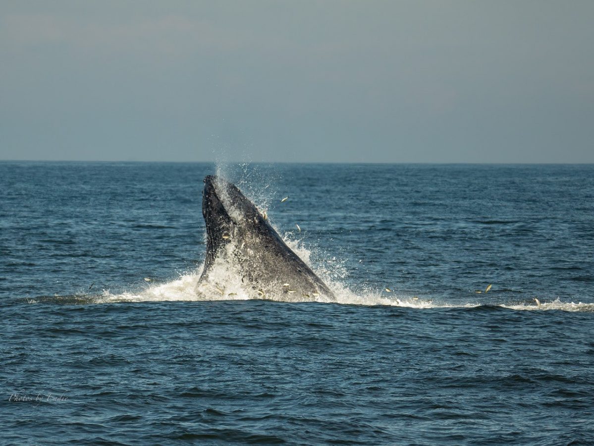 Whale Watching Cruise From NYC Seastreak Ferries