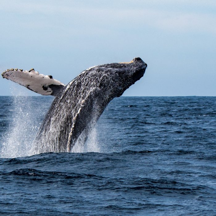 Winter Whale Watching Tours in Victoria | Orca Spirit